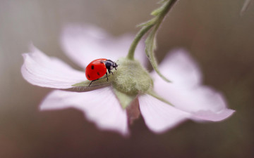 Картинка животные божьи+коровки божья коровка цветок насекомое макро
