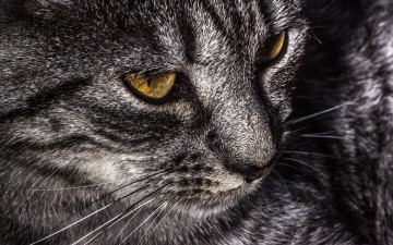 Картинка животные коты морда