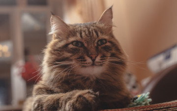 Картинка животные коты морда взгляд