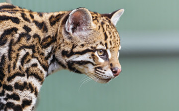 Картинка животные оцелоты морда анфас