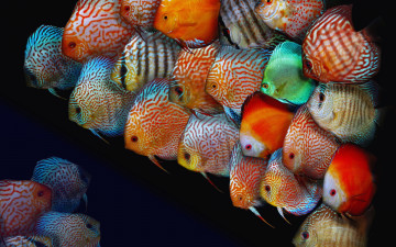 Картинка животные рыбы рыбки