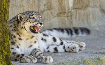 Картинка животные снежный+барс+ ирбис отдых