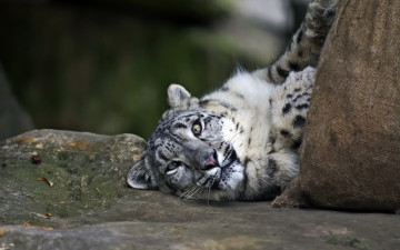 Картинка животные снежный+барс+ ирбис взгляд