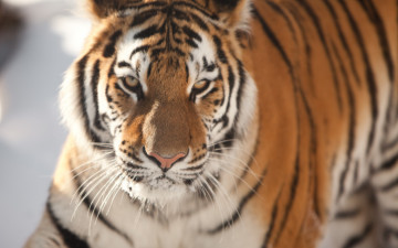 Картинка животные тигры морда