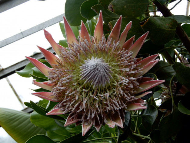 Обои картинки фото цветы, протея, макро