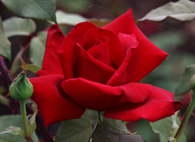 Обои картинки фото цветы, розы, цветение, лепестки, роза, розовая, бутон