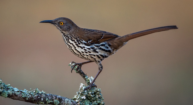 Обои картинки фото животные, птицы, птичка