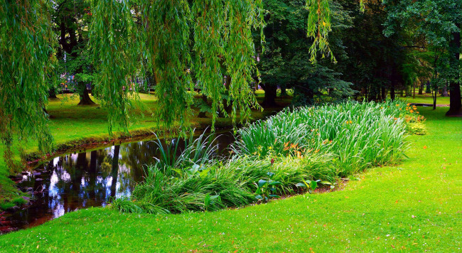 Обои картинки фото природа, парк, ивы, водоем, лужайка