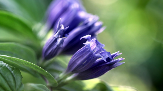 Обои картинки фото цветы, колокольчики, синий