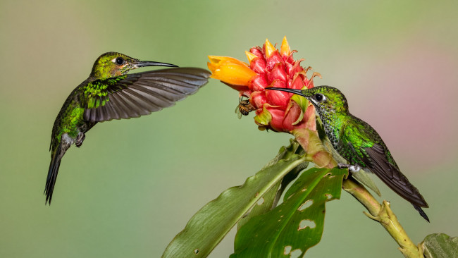 Обои картинки фото животные, колибри, птичка