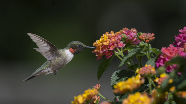 Обои картинки фото животные, колибри, птичка