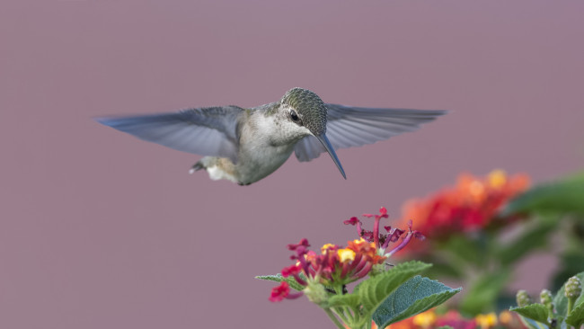 Обои картинки фото животные, колибри, птичка