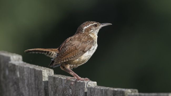 Обои картинки фото животные, птицы, птичка