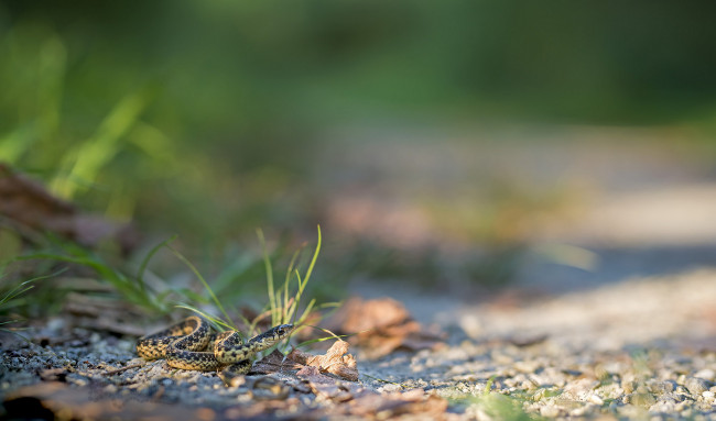 Обои картинки фото животные, змеи,  питоны,  кобры, макро, опасна, фон, окрас, змея