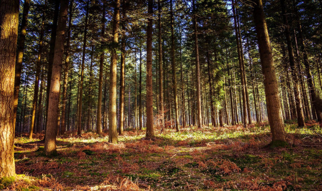 Обои картинки фото природа, лес, бор, сосновый