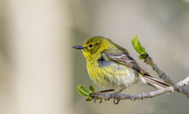 Обои картинки фото животные, птицы, птичка