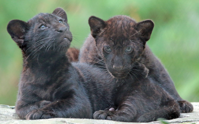 Обои картинки фото животные, Ягуары, ягуары, природа, черные, малыши