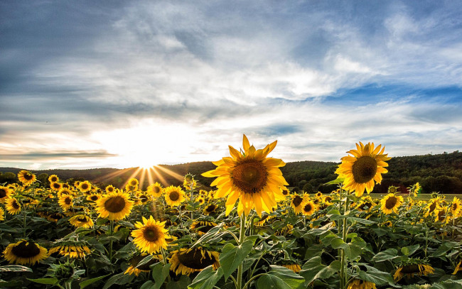 Обои картинки фото цветы, подсолнухи, небо, поле, закат, пейзаж