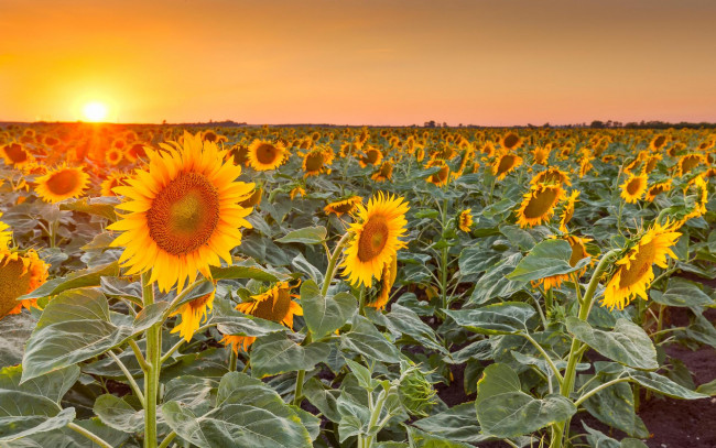 Обои картинки фото цветы, подсолнухи, пейзаж, небо, поле, закат