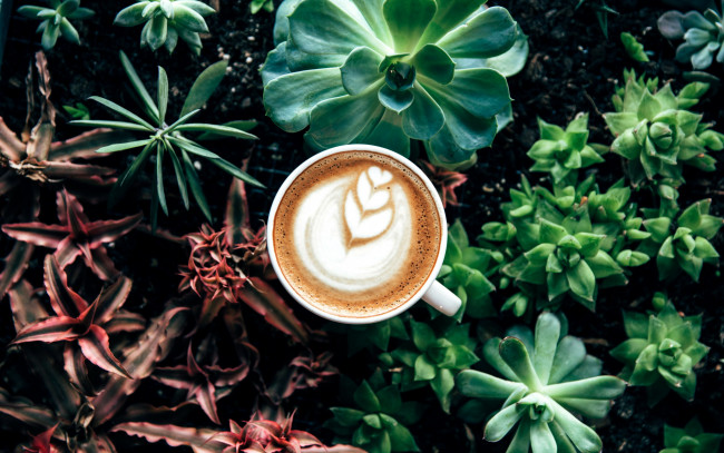 Обои картинки фото еда, кофе,  кофейные зёрна, капучино