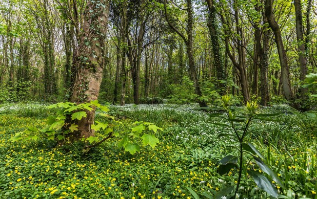 Обои картинки фото природа, лес, цветы, деревья