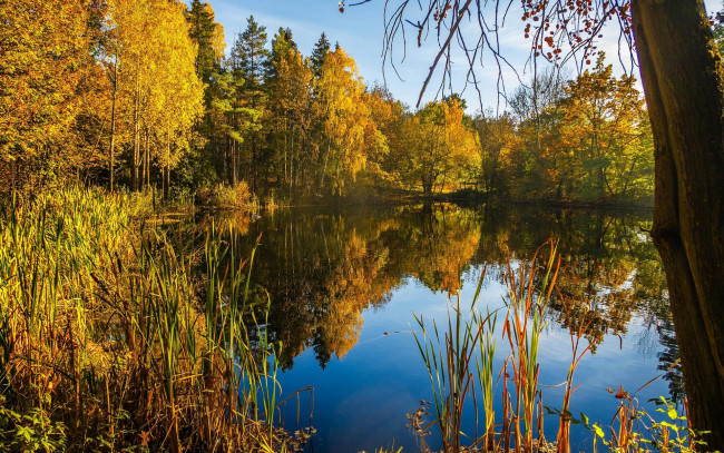 Обои картинки фото природа, реки, озера, лес, озеро, цветы, деревья