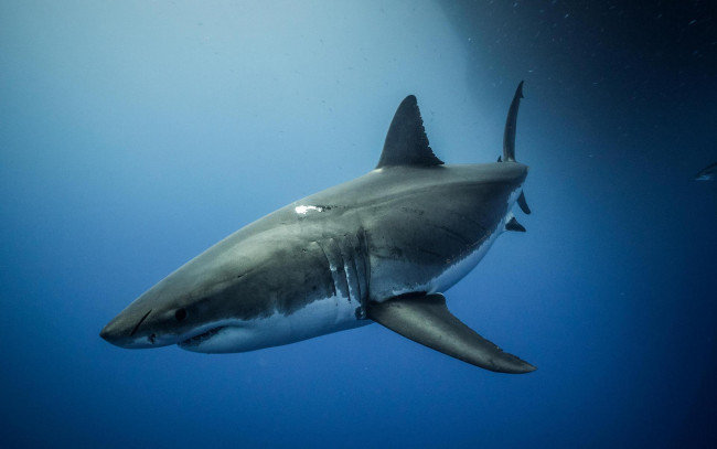 Обои картинки фото животные, акулы, море, акула