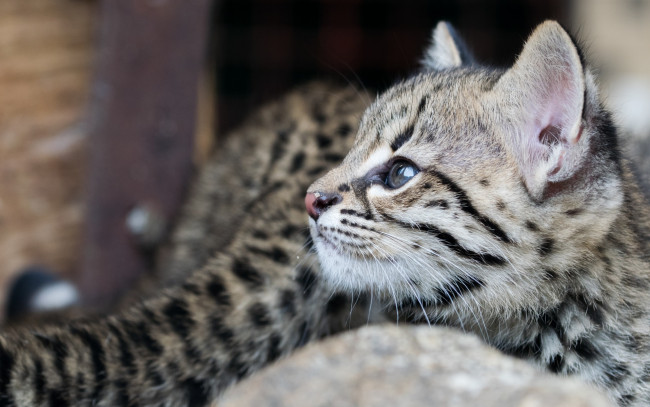 Обои картинки фото животные, коты, морда