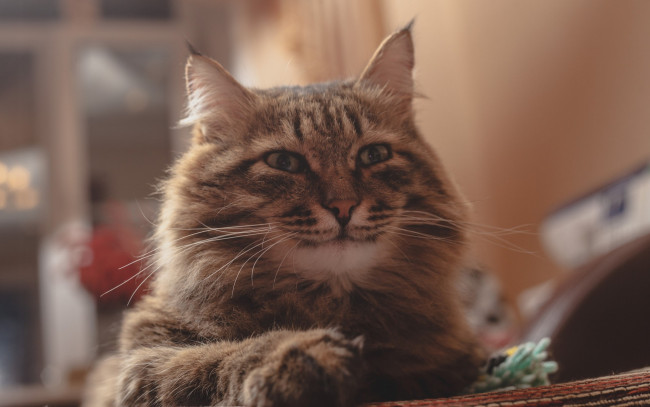 Обои картинки фото животные, коты, морда, взгляд