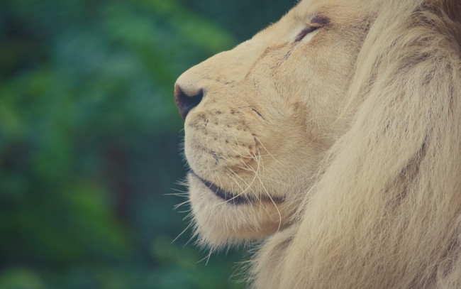 Обои картинки фото животные, львы, морда, анфас