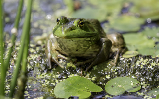 Обои картинки фото животные, лягушки, окрас, лягушка, вода