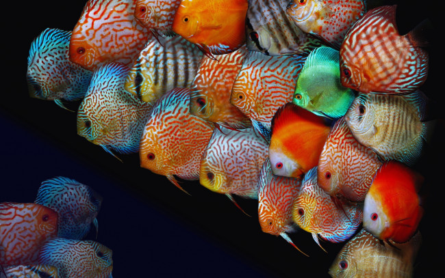 Обои картинки фото животные, рыбы, рыбки