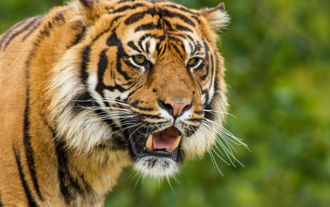 Обои картинки фото животные, тигры, морда