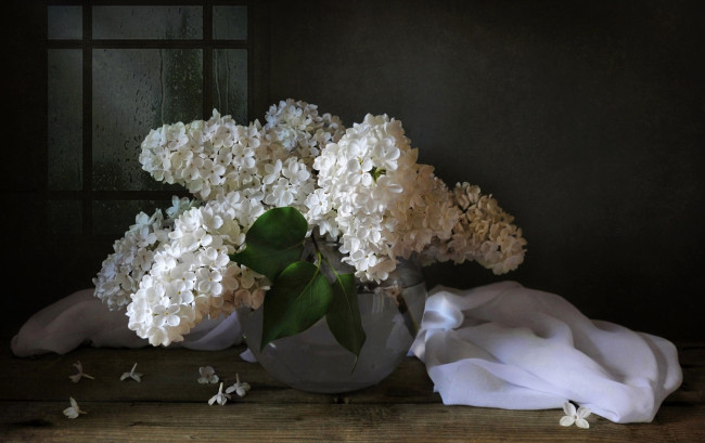 Обои картинки фото цветы, сирень, цветение, цветки, лепестки