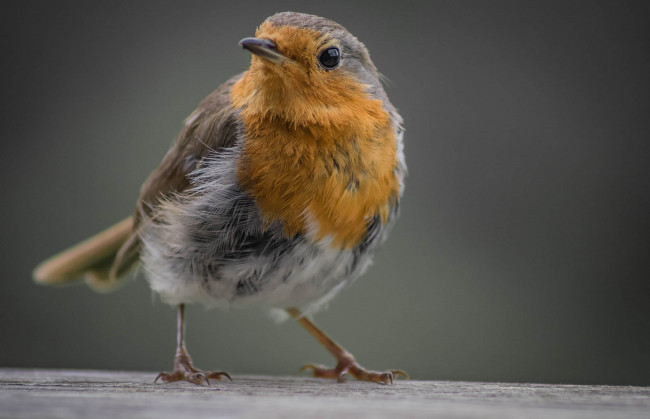 Обои картинки фото животные, птицы, птичка