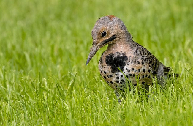 Обои картинки фото животные, птицы, птичка