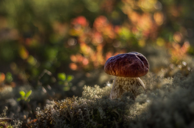 Обои картинки фото природа, грибы, боровик