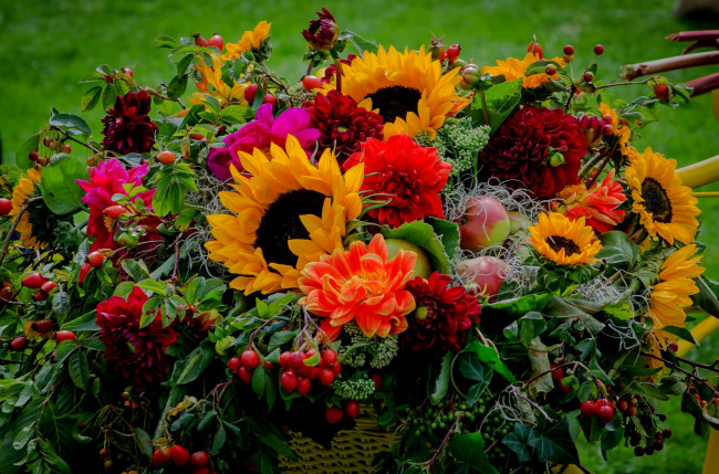 Обои картинки фото цветы, букеты,  композиции, георгин, ягоды, подсолнух, букет