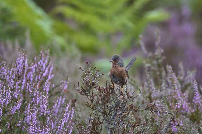 Обои картинки фото животные, птицы, перья, окрас, птица, клюв