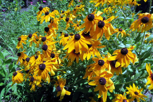 Обои картинки фото цветы, эхинацея, желтый