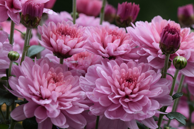 Обои картинки фото цветы, хризантемы, цветки, лепестки