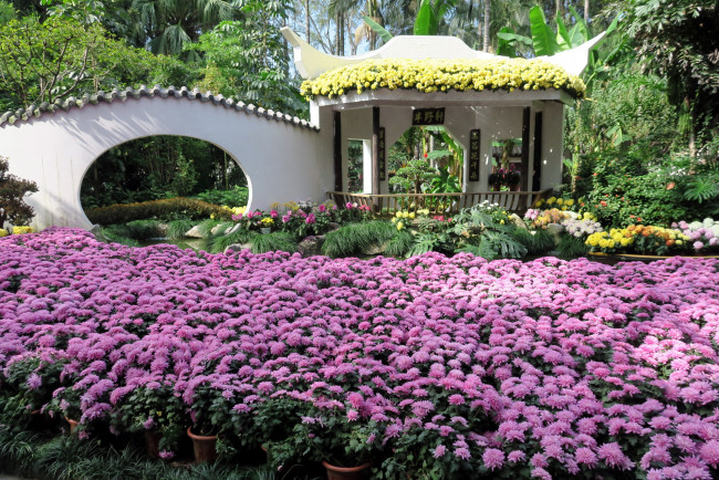 Обои картинки фото цветы, хризантемы, много