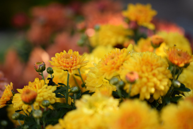 Обои картинки фото цветы, хризантемы, розовый, цветение