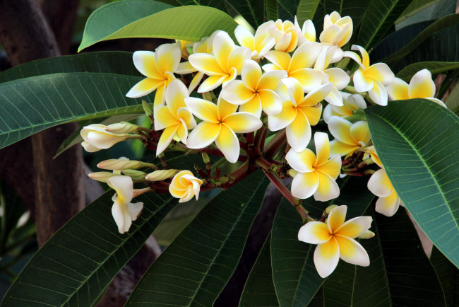 Обои картинки фото цветы, плюмерия, белый