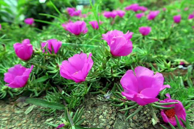 Обои картинки фото цветы, портулак, лиловый