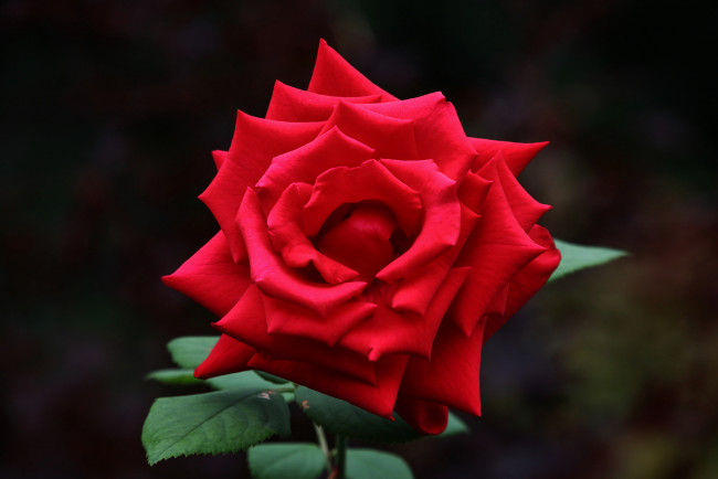 Обои картинки фото цветы, розы, роза, листья, лепестки, бутон, rose, цветение, leaves, petals, bud, blossoms