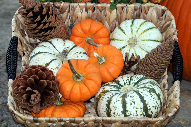 Обои картинки фото еда, тыква, урожай, шишки