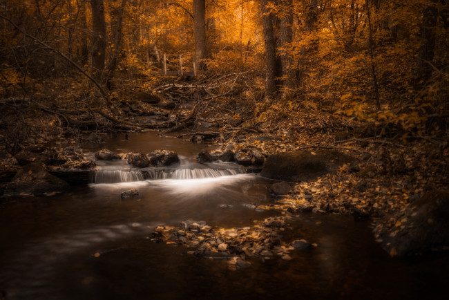 Обои картинки фото природа, лес, простор