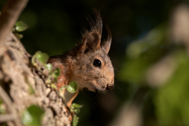Обои картинки фото животные, белки, белка, ушка, лапки, милашка, хвостик