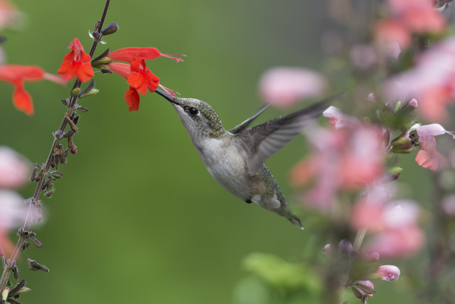 Обои картинки фото животные, колибри, птичка
